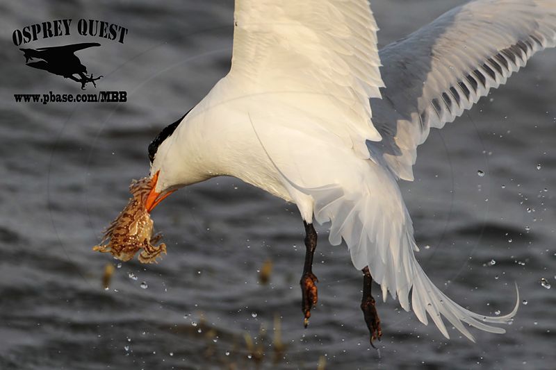 _MG_2539 Royal Tern – sargassum fish.jpg