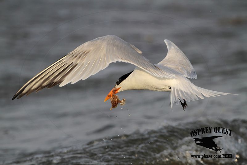 _MG_2541 Royal Tern – sargassum fish.jpg