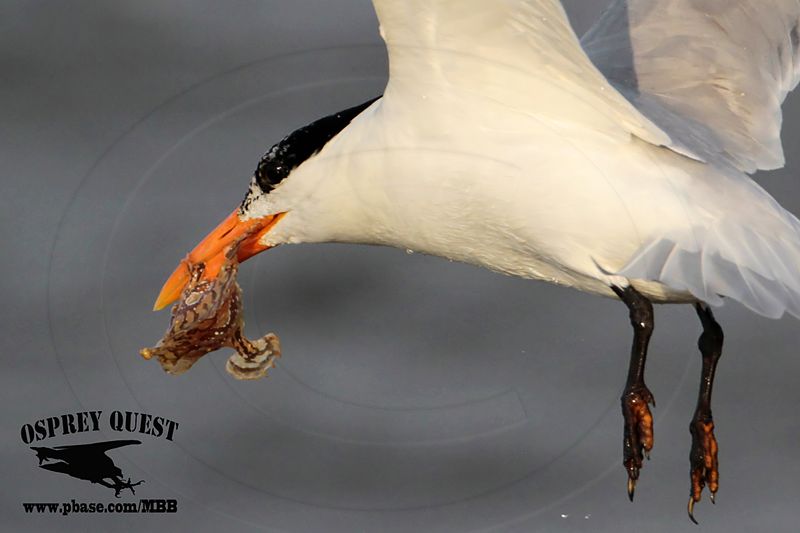 _MG_2544 Royal Tern – sargassum fish.jpg