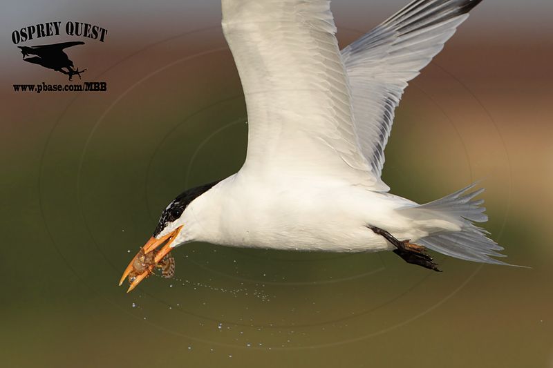 _MG_2943 Royal Tern – sargassum fish.jpg