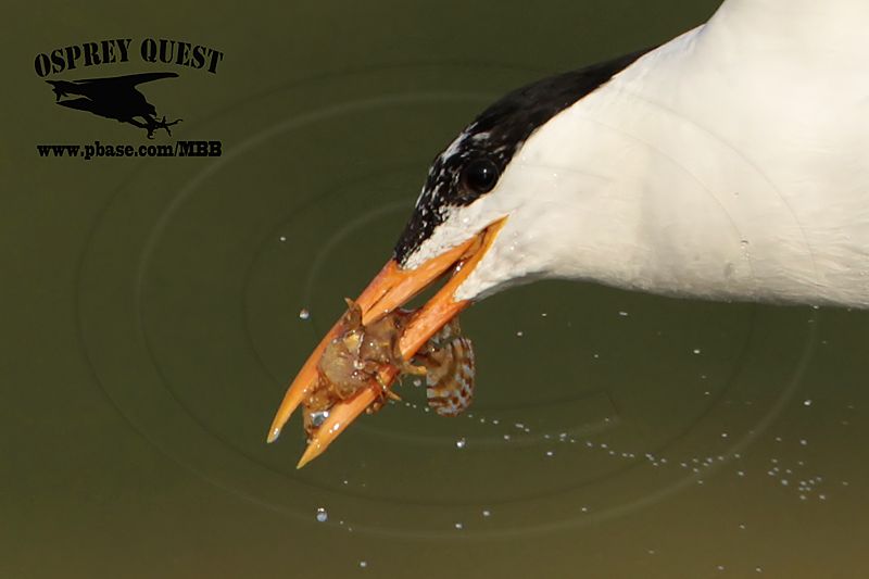 _MG_2943crop Royal Tern – sargassum fish.jpg