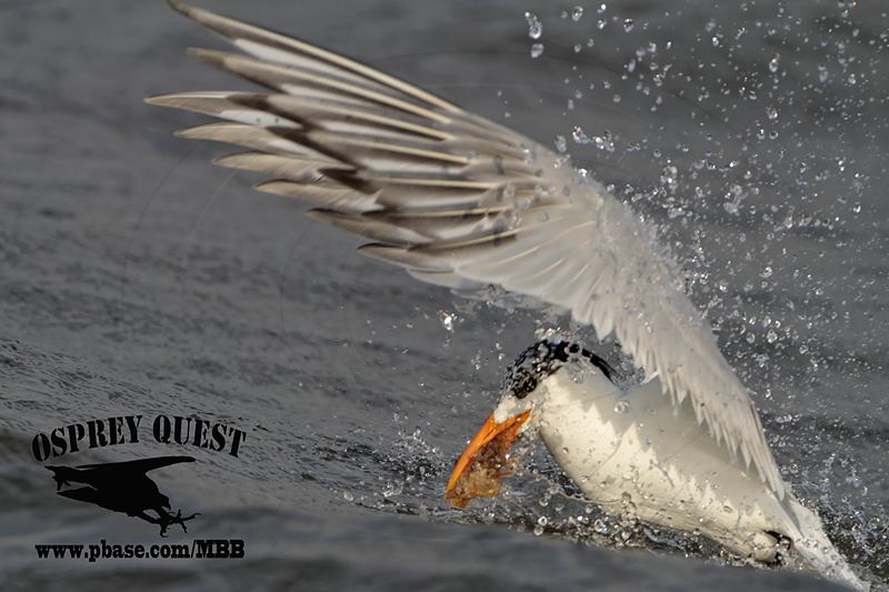 _MG_3034 Royal Tern – sargassum fish.jpg