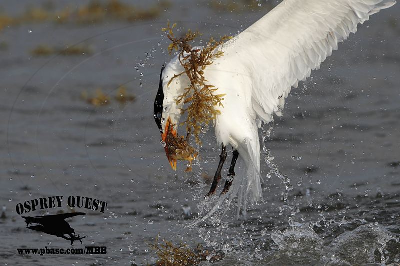 _MG_3254 Royal Tern – sargassum fish.jpg