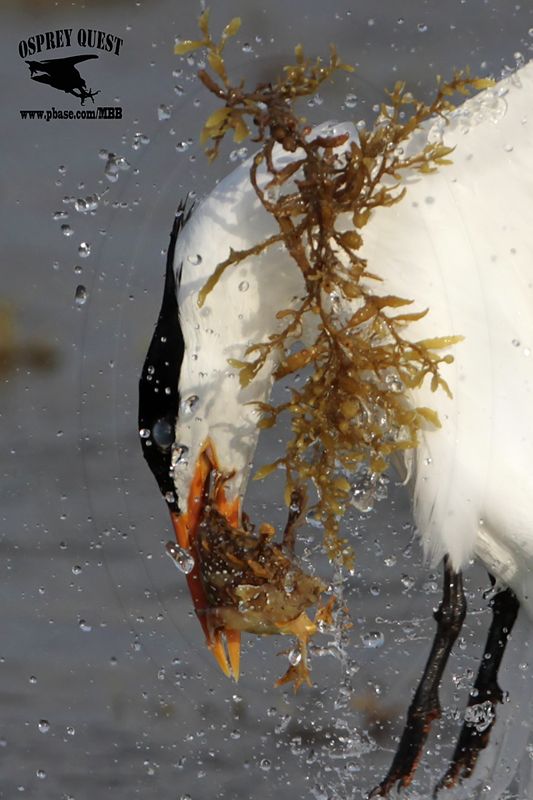 _MG_3254crop2 Royal Tern - sargassum fish.jpg
