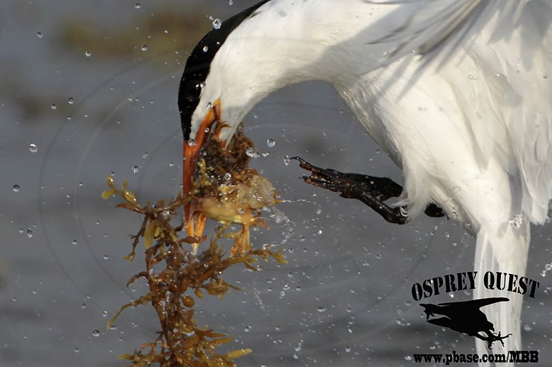 _MG_3255crop Royal Tern – sargassum fish.jpg