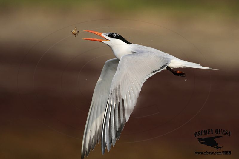 _MG_3285 Royal Tern – sargassum fish.jpg