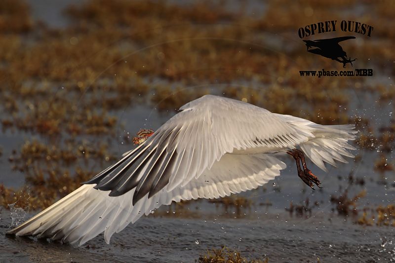 _MG_3325 Royal Tern – sargassum fish.jpg