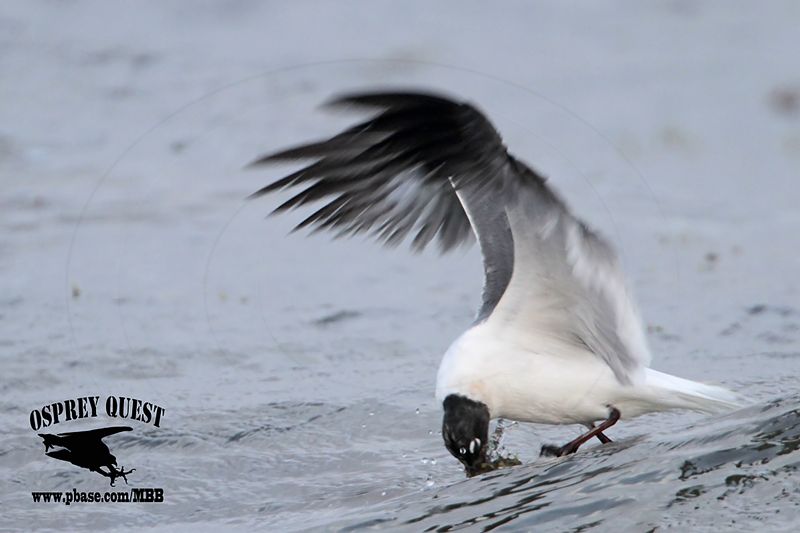 _MG_0439 Laughing Gull – sargassum fish.jpg