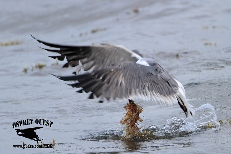 _MG_0441 Laughing Gull – sargassum fish.jpg