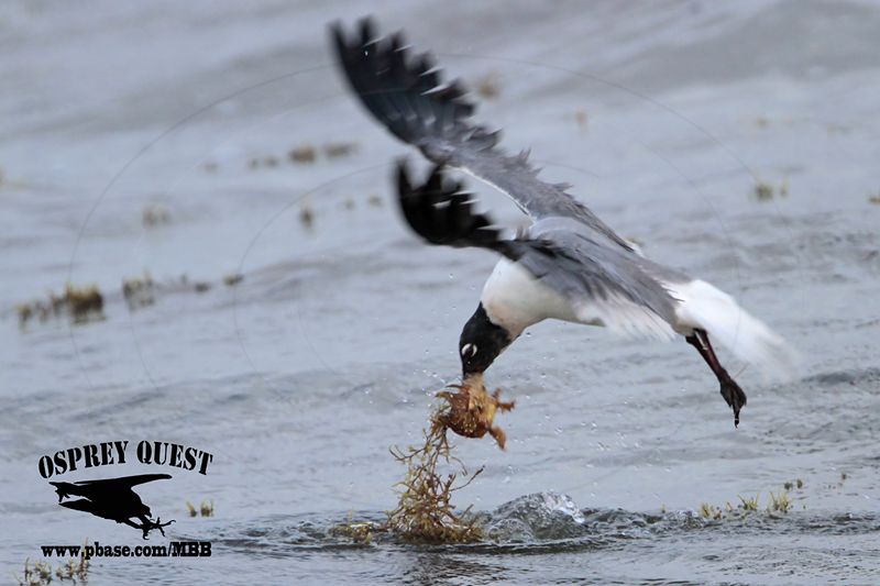 _MG_0442 Laughing Gull – sargassum fish.jpg