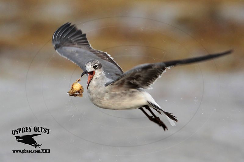 _MG_0533 Laughing Gull – sargassum fish.jpg