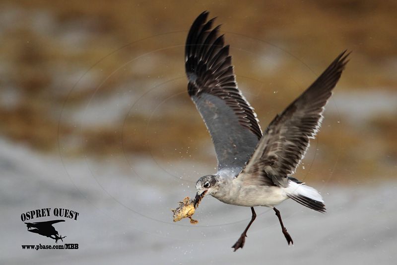 _MG_0534 Laughing Gull – sargassum fish.jpg