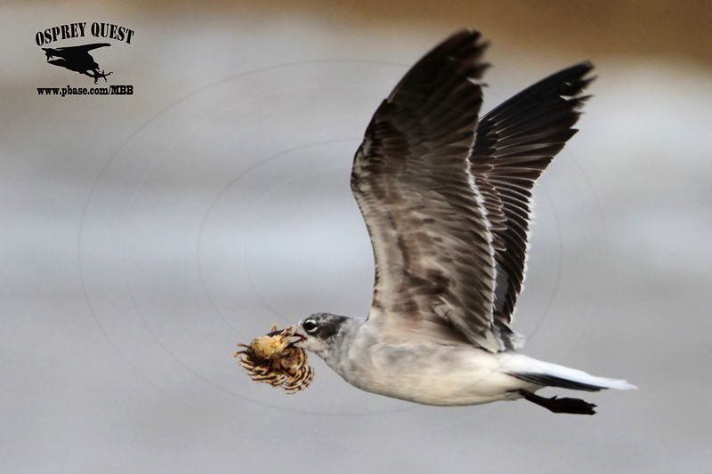 _MG_0559 Laughing Gull – sargassum fish.jpg