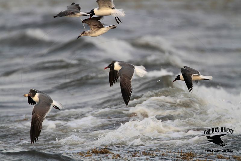 _MG_1319 Laughing Gull – sargassum fish.jpg