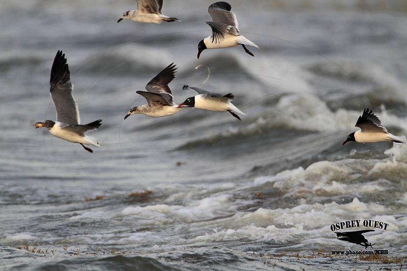 _MG_1320 Laughing Gull – sargassum fish.jpg