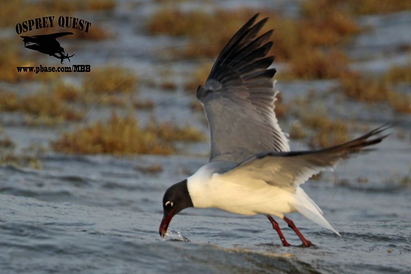 _MG_1355 Laughing Gull – sargassum fish.jpg