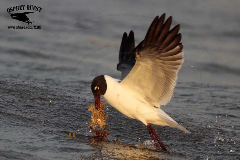 _MG_1367 Laughing Gull – sargassum fish.jpg