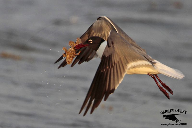 _MG_1369 Laughing Gull – sargassum fish.jpg