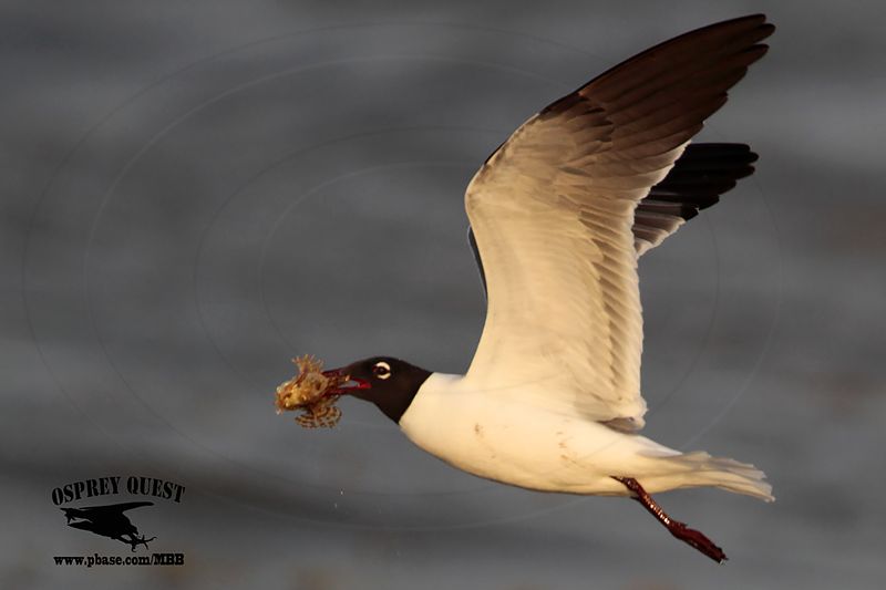 _MG_1373 Laughing Gull – sargassum fish.jpg