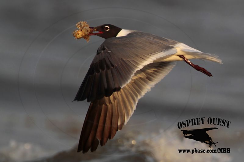 _MG_1374 Laughing Gull – sargassum fish.jpg