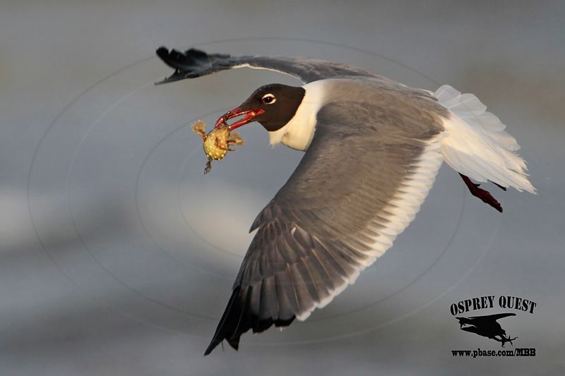 _MG_1429 Laughing Gull – sargassum fish.jpg