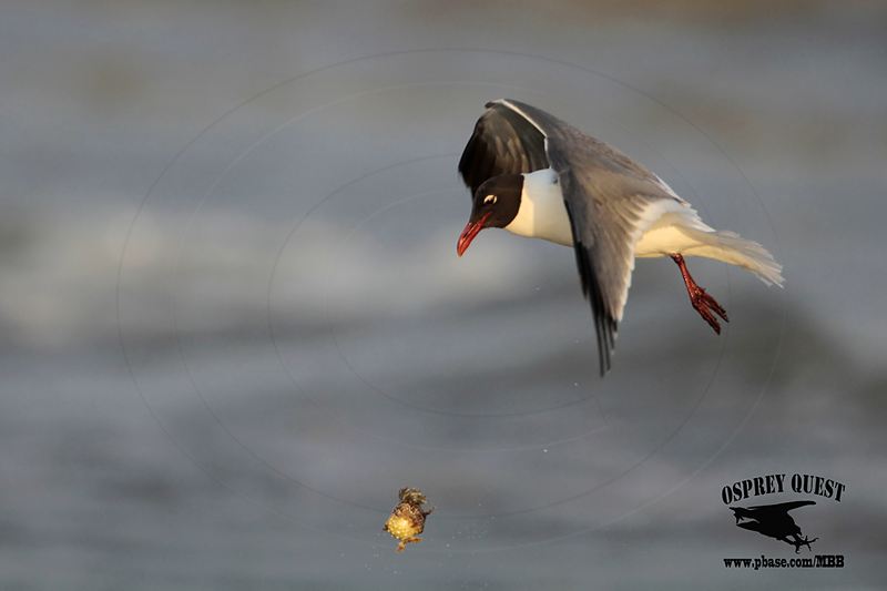 _MG_1431 Laughing Gull – sargassum fish.jpg