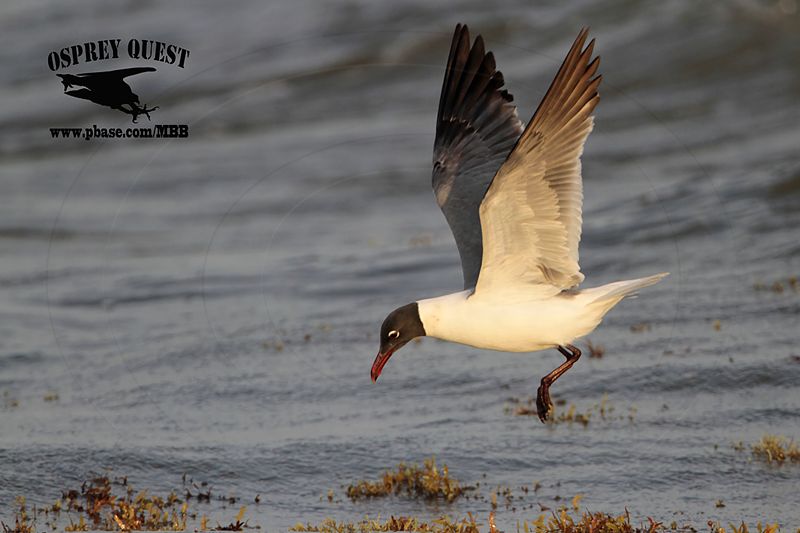 _MG_1499 Laughing Gull – sargassum fish.jpg