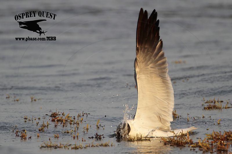_MG_1501 Laughing Gull – sargassum fish.jpg