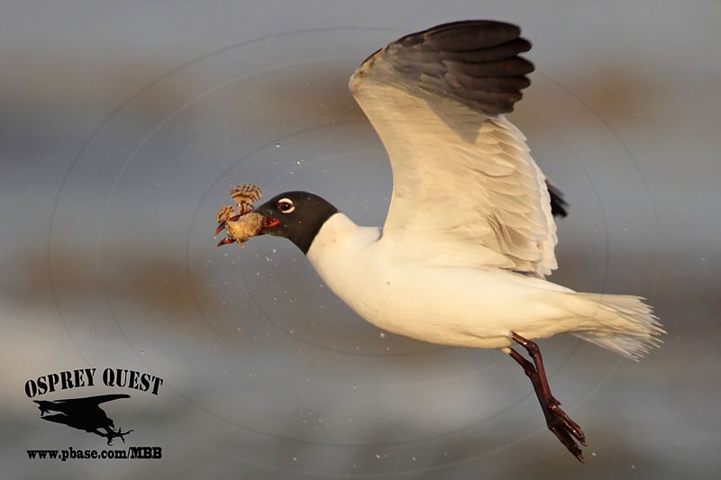 _MG_1507 Laughing Gull – sargassum fish.jpg