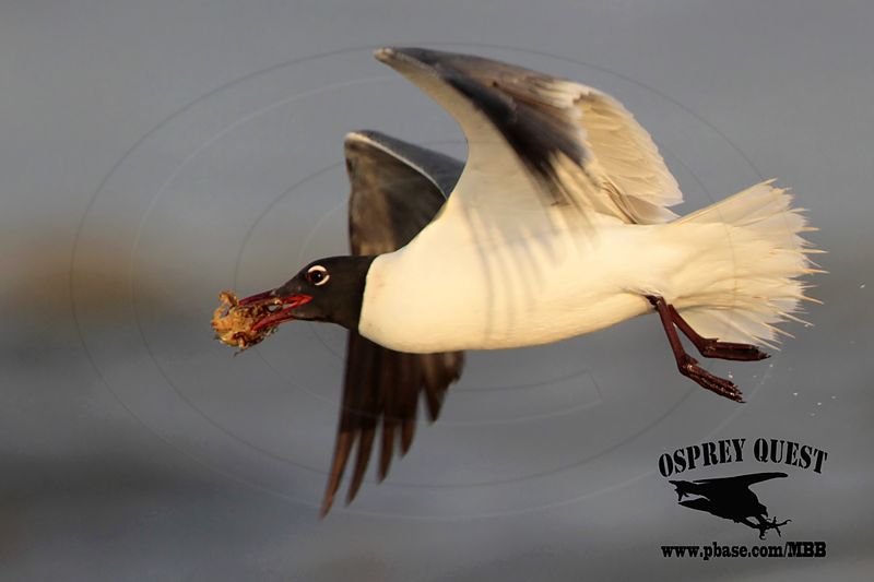 _MG_1513 Laughing Gull – sargassum fish.jpg