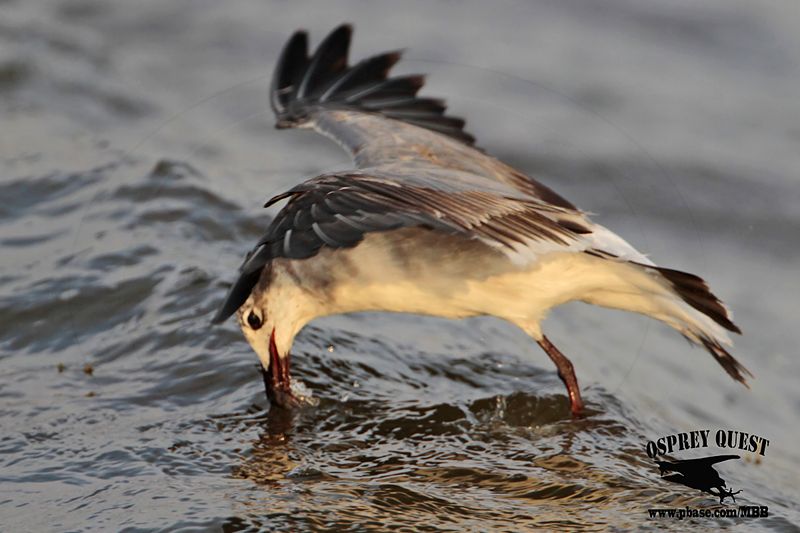 _MG_1560 Laughing Gull – sargassum fish.jpg