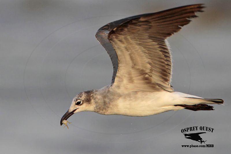 _MG_1667 Laughing Gull - crab.jpg