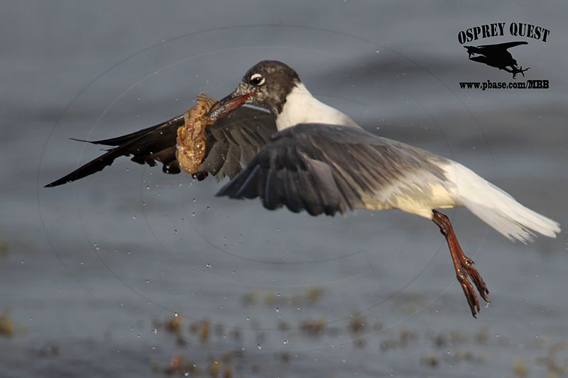 _MG_1785 Laughing Gull – sargassum fish.jpg