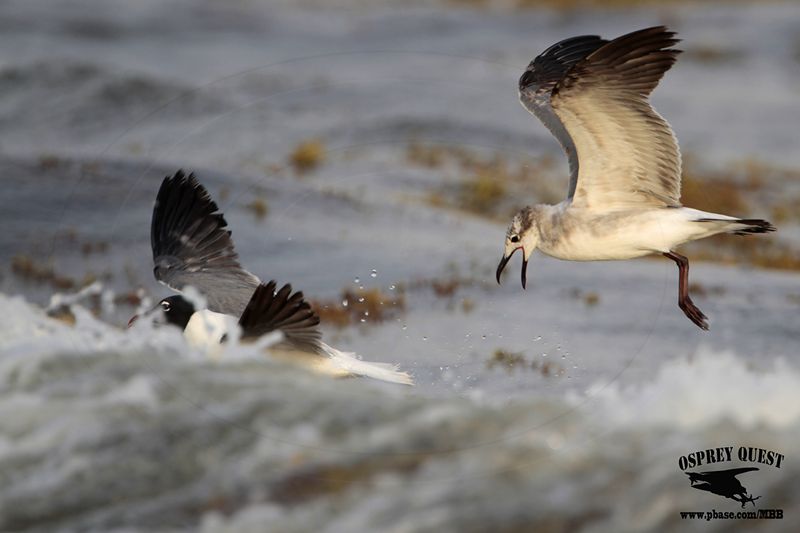 _MG_1839 Laughing Gull – sargassum fish.jpg