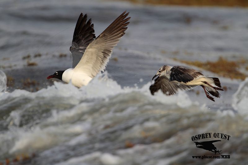 _MG_1840 Laughing Gull – sargassum fish.jpg