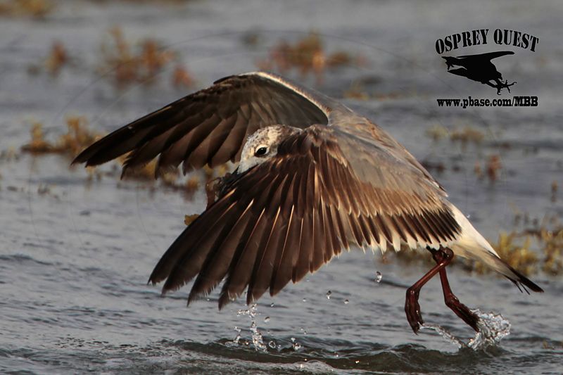 _MG_1851 Laughing Gull – sargassum fish.jpg