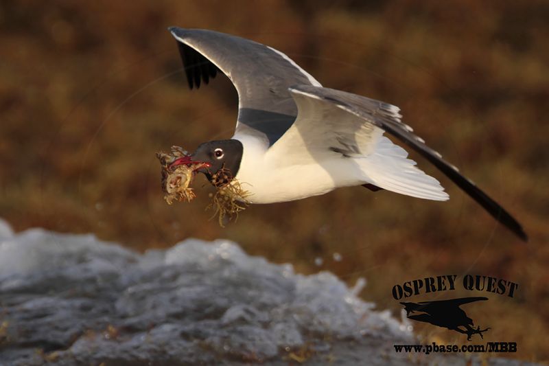 _MG_1946 Laughing Gull – sargassum fish.jpg
