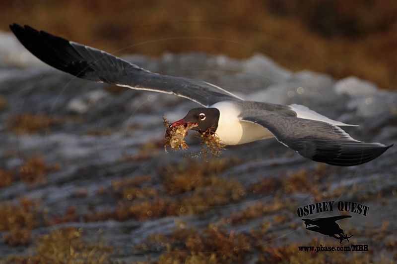 _MG_1947 Laughing Gull – sargassum fish.jpg