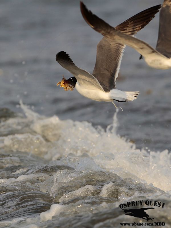 _MG_2099 Laughing Gull – sargassum fish.jpg