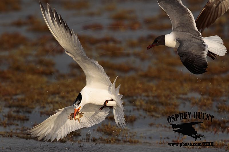 _MG_3326 Laughing Gull – sargassum fish.jpg