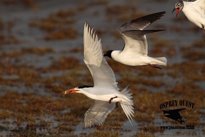 _MG_3327 Laughing Gull – sargassum fish.jpg