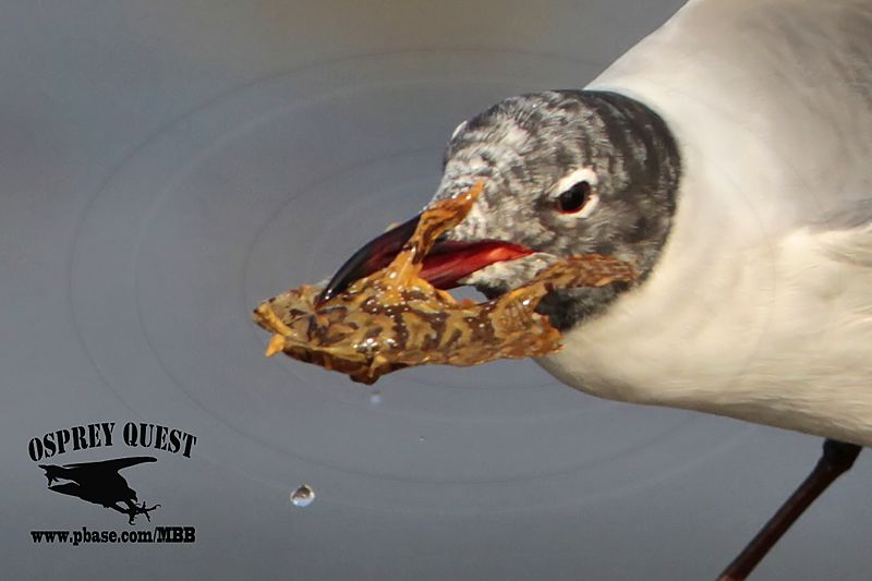 _MG_4083crop Laughing Gull – sargassum fish.jpg