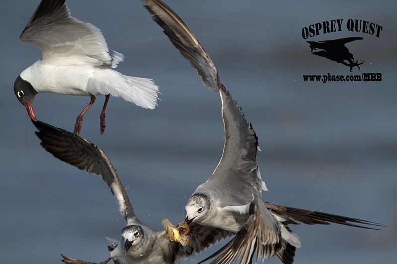 _MG_4103 Laughing Gull – sargassum fish.jpg