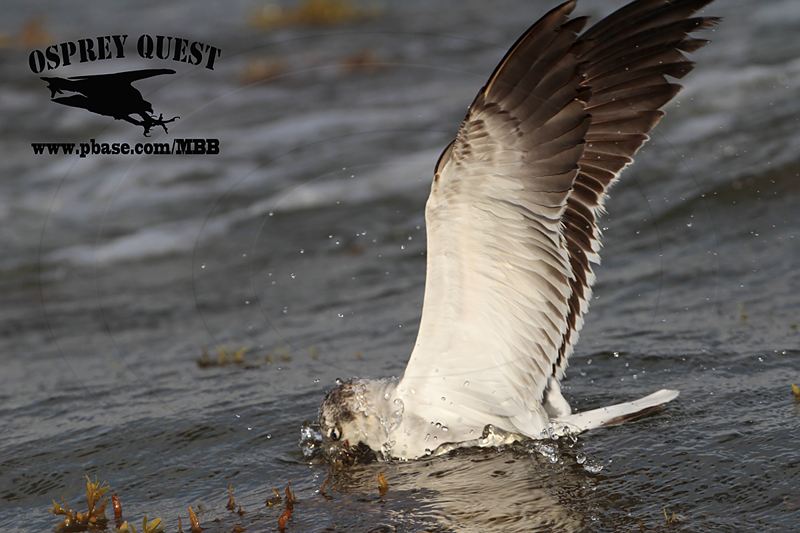_MG_4135 Laughing Gull – sargassum fish.jpg