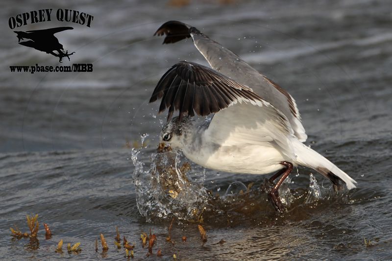 _MG_4136 Laughing Gull – sargassum fish.jpg