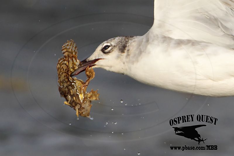 _MG_4142 Laughing Gull – sargassum fish.jpg