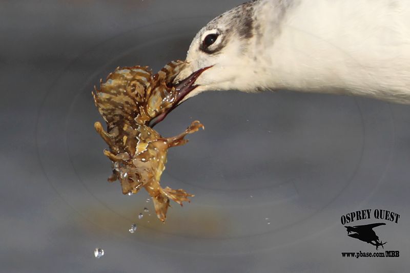 _MG_4143crop Laughing Gull – sargassum fish.jpg