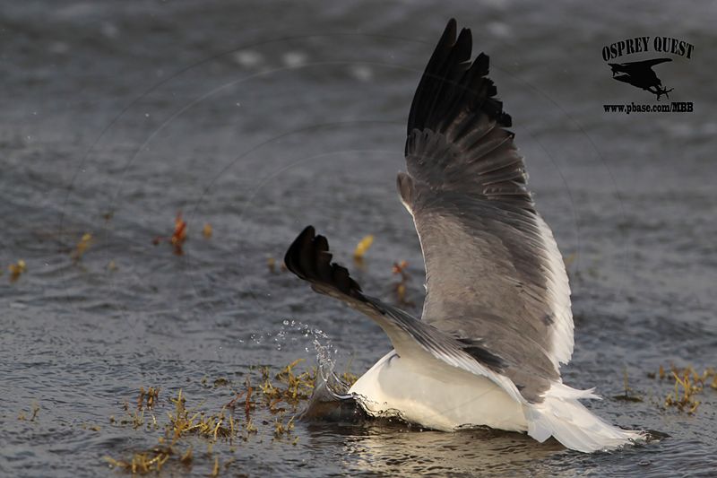 _MG_4186 Laughing Gull – sargassum fish.jpg