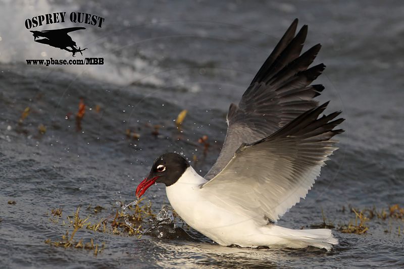 _MG_4187 Laughing Gull – sargassum fish.jpg