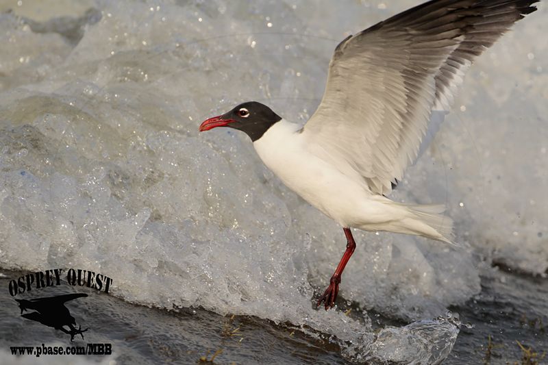 _MG_4189 Laughing Gull – sargassum fish.jpg